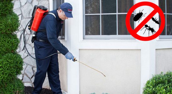 Yapraklı Kene İlaçlama böcek ilaçlama ve haşere kontrolü — ilaclama-tr.com